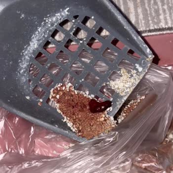 Kedimin Kuduz Aşısı Sonrası Yaşadığı Ağır Yan Etkiyle Yalnız Bırakıldım