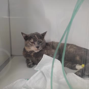 Kedimin Kuduz Aşısı Sonrası Yaşadığı Ağır Yan Etkiyle Yalnız Bırakıldım