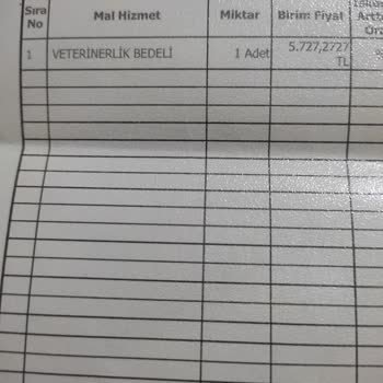 Kedimin Kuduz Aşısı Sonrası Yaşadığı Ağır Yan Etkiyle Yalnız Bırakıldım