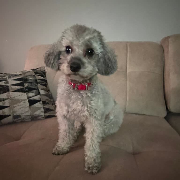 Yuyi Pet Kuaför Köpeğimin Tıraşı İstediğim Gibi Yapılmadı, İlgisiz Ve Özensiz Hizmetle Karşılaştım