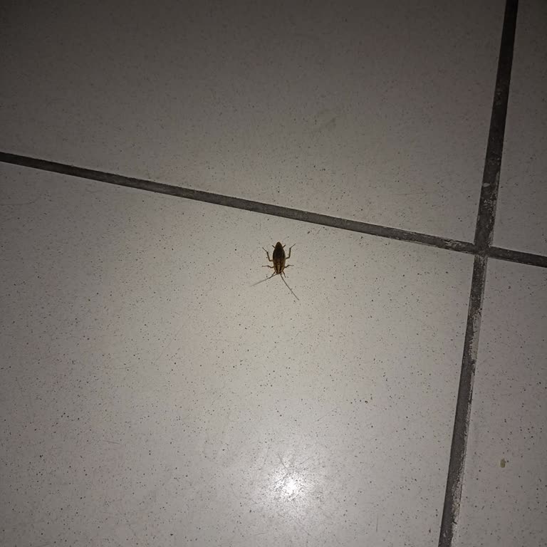 Ortopedi Servisinde Hijyen Eksikliği Ve Hamam Böceği Sorunu