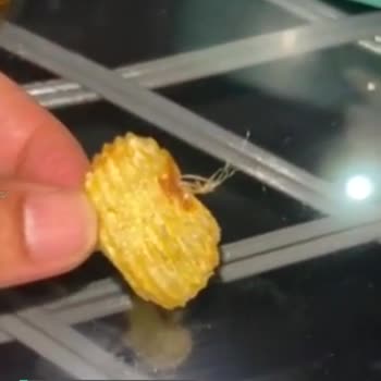 Ruffles Patates Cips Sorunu