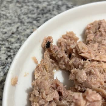 Ton Balığı Konservesinde Böcek Çıkmasıyla Yaşadığım Hijyen Şoku