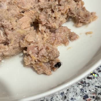 Ton Balığı Konservesinde Böcek Çıkmasıyla Yaşadığım Hijyen Şoku