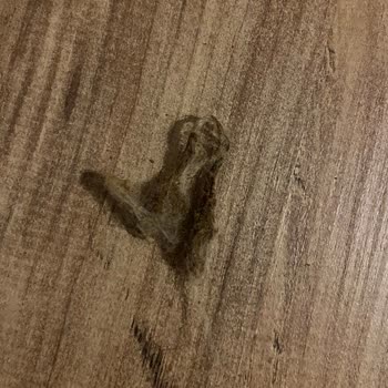 Felicia Pet Food Kedi Mamasında Çıkan Yabancı Cisim Endişesi