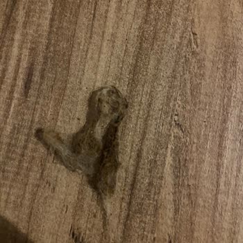 Felicia Pet Food Kedi Mamasında Çıkan Yabancı Cisim Endişesi