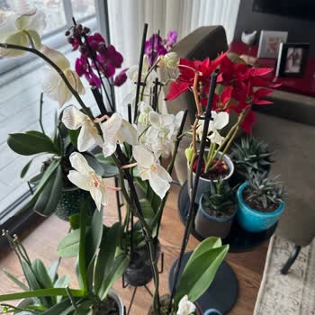 Çiçek Sepeti Sipariş Ettiğim Çiçekler Hem Görselden Farklı Hem de Çok Kısa Sürede Soldu