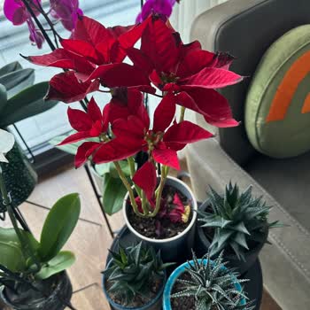 Çiçek Sepeti Sipariş Ettiğim Çiçekler Hem Görselden Farklı Hem de Çok Kısa Sürede Soldu