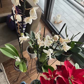 Çiçek Sepeti Sipariş Ettiğim Çiçekler Hem Görselden Farklı Hem de Çok Kısa Sürede Soldu