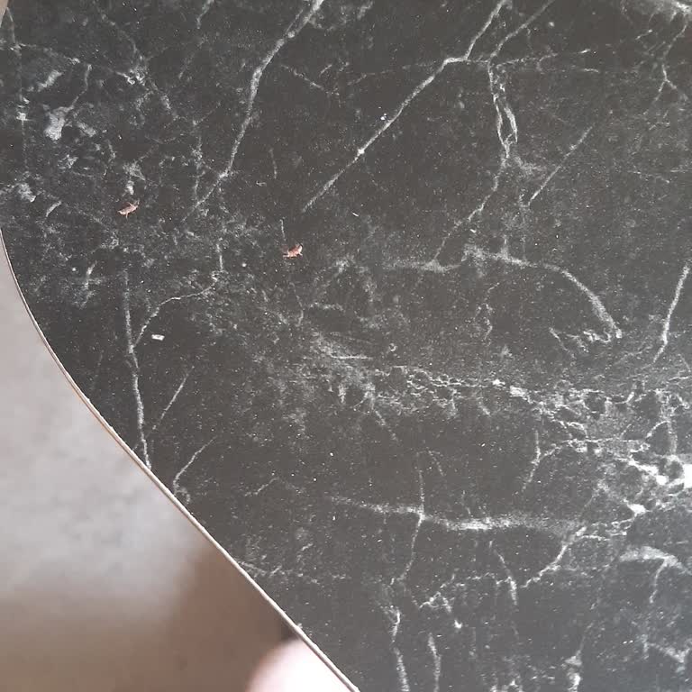 Nuh'un Ankara Makarnası Mantı Makarna Ürününde Böcek Ve Hijyen Sorunu