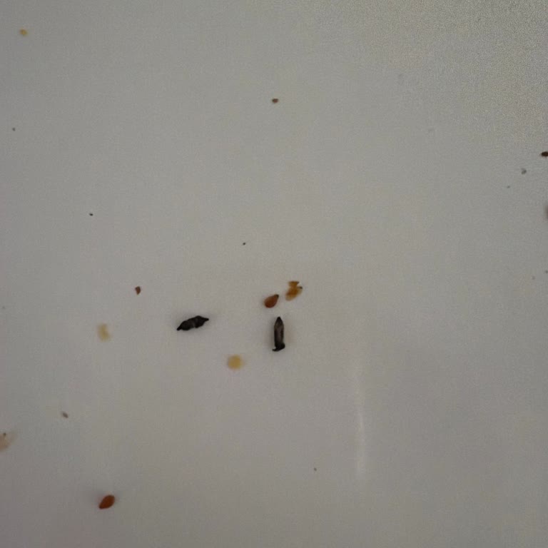 File Market Fırın Bölümünde Hijyen Sorunu Ve Sağlık Riski