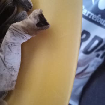 Carrefour Markalı Çekirdek Paketinden Sigara İzmariti Çıkması