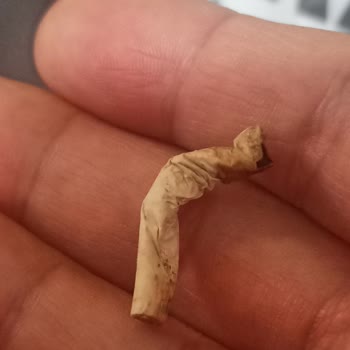 Carrefour Markalı Çekirdek Paketinden Sigara İzmariti Çıkması