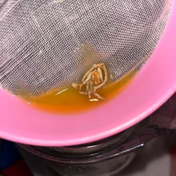 Juss Şeftali Nektarında Beklenmedik Yabancı Madde: Sağlık Ve Güven Endişesi