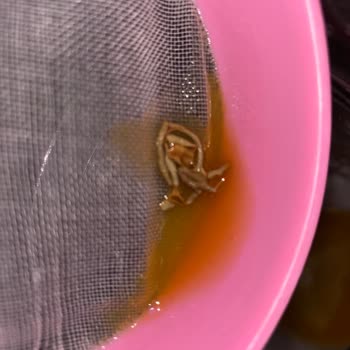 Juss Şeftali Nektarında Beklenmedik Yabancı Madde: Sağlık Ve Güven Endişesi