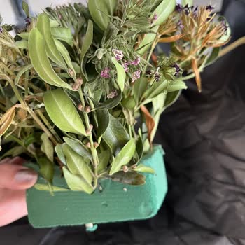 Çiçek Sepeti Sipariş Ettiğim Canlı Çiçek Yerine Özensiz Ve Farklı Bir Ürün Gönderildi