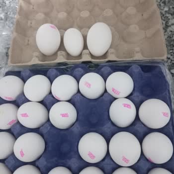 Aynı Kutuda Farklı Boy Yumurta İle Karşılaşmak Şaşırtıcı Ve Rahatsız Edici Oldu