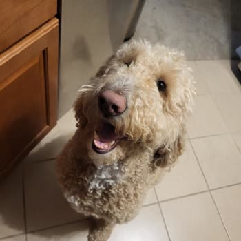 Pawvitapets Diş Temizleme Tozu Şikayeti