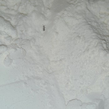 Aldığım Unun İçinden Böcek Çıktı, Hijyen Ve Sağlık Endişesi Yaşadım