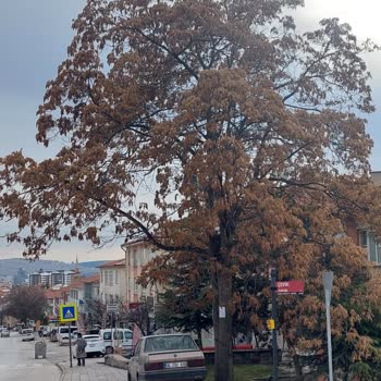 Tehlikeli Ağaç İçin Acil Müdahale Bekliyoruz