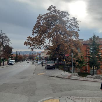 Tehlikeli Ağaç İçin Acil Müdahale Bekliyoruz