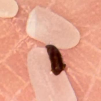 Duru Bulgur Baldo Pirinçte Böceklenme Sorunu!