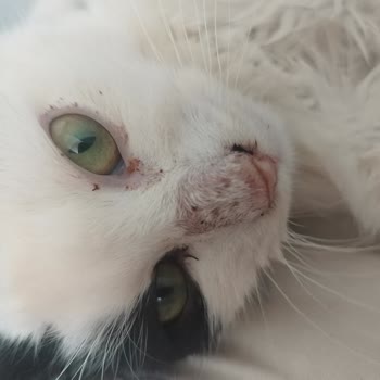 Arnavutköy Belediyesi Veteriner Müdürlüğü'nde Şeffaflık Ve Bilgi Eksikliği Nedeniyle Endişe