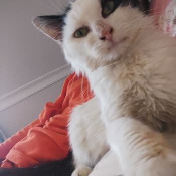 Arnavutköy Belediyesi Veteriner Müdürlüğü'nde Şeffaflık Ve Bilgi Eksikliği Nedeniyle Endişe