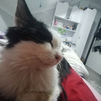 Arnavutköy Belediyesi Veteriner Müdürlüğü'nde Şeffaflık Ve Bilgi Eksikliği Nedeniyle Endişe