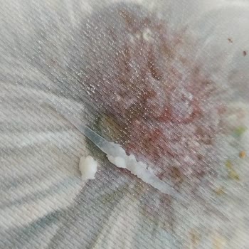 Peynirde Çıkan Plastik Parçası Sağlığımızı Tehdit Etti, Açıklama Ve Önlem Bekliyoruz