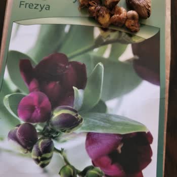 Trendyoldan Eksik Ve Çürük Ürün Mağduriyeti Sonrası Satıcıyla Yaşanan Tartışma Ve İlgisizlik