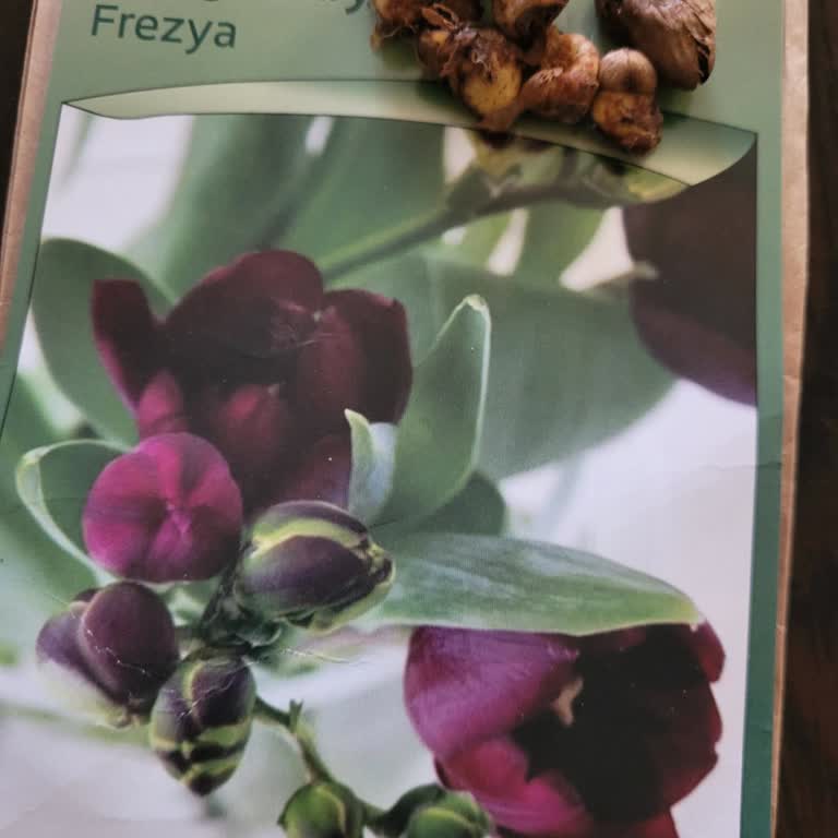 Trendyoldan Eksik Ve Çürük Ürün Mağduriyeti Sonrası Satıcıyla Yaşanan Tartışma Ve İlgisizlik