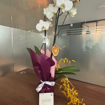 Taze Çiçek’ten Eski Orkide: Yanıltıcı Fotoğraflar Ve Hayal Kırıklığı