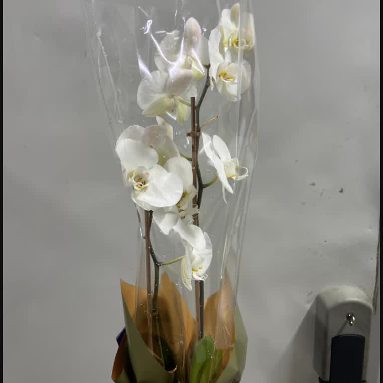 Eksik Ve Hatalı Teslimat Nedeniyle Hayal Kırıklığı: Siparişimde Not Ve Aksesuar Unutuldu, İade Talep Ediyorum