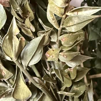 Solmuş Kokina Ve Güvensiz Teslimat: Beklentilerimin Çok Altında Bir Alışveriş Deneyimi