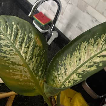 Göztepe Çarşı Kadıköy Kalitesiz Çıkan Ürünler