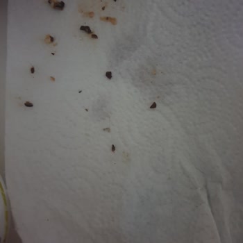 Ünye Tarım Fındık Ezmesinin İçinden Fındık Kabukları Çıktı