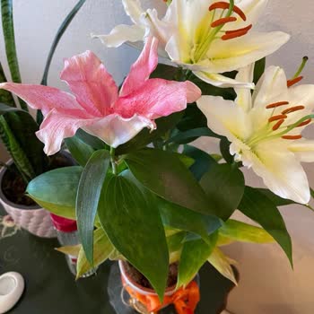 Taze Çiçek | Tazecicek.com Teslim Edilen Çiçek Beklentileri Karşılamadı