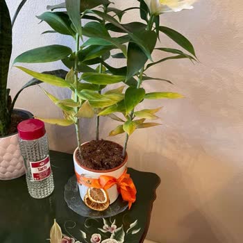 Taze Çiçek | Tazecicek.com Teslim Edilen Çiçek Beklentileri Karşılamadı