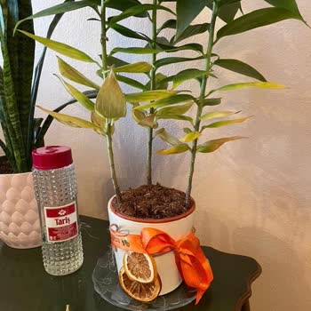 Taze Çiçek | Tazecicek.com Teslim Edilen Çiçek Beklentileri Karşılamadı