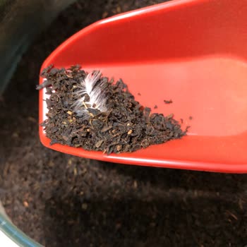 Doğuş Çay Paketinden Çıkan Tüy Nedeniyle Hijyen Endişesi Yaşadım