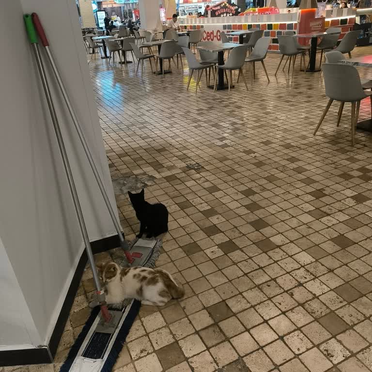 Yemek Katında Hijyen Sorunu Ve Masa Temizliği Sırasında Yaşanan Mağduriyet