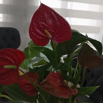 ÇiçekSepeti Anneme Gönderdiğim Çiçek Hasarlı Ulaştı, Müşteri Hizmetlerinden De Destek Alamadım