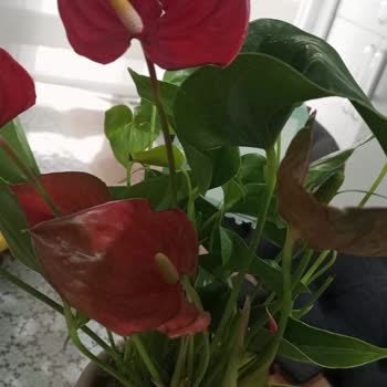 ÇiçekSepeti Anneme Gönderdiğim Çiçek Hasarlı Ulaştı, Müşteri Hizmetlerinden De Destek Alamadım