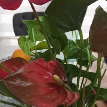 ÇiçekSepeti Anneme Gönderdiğim Çiçek Hasarlı Ulaştı, Müşteri Hizmetlerinden De Destek Alamadım