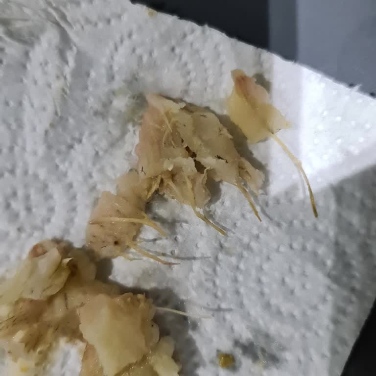 Aldığım Enginarlar Kılçıklı Çıktı, Mesajlarıma Günlerdir Yanıt Alamıyorum