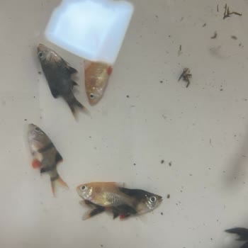 Canlıpetshop Canlı Balık Siparişimde Büyük Hayal Kırıklığı Ve İlgisizlik!