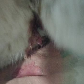 Kedimin Aşı Sonrası Yaşadığı Sağlık Sorunları Ve Maddi Zararımın Giderilmesini Talep Ediyorum