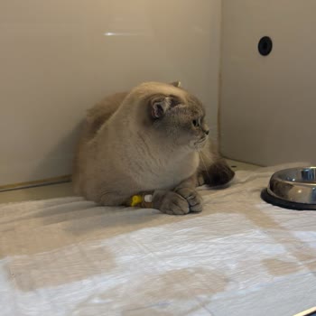 Kedimin Aşı Sonrası Yaşadığı Sağlık Sorunları Ve Maddi Zararımın Giderilmesini Talep Ediyorum