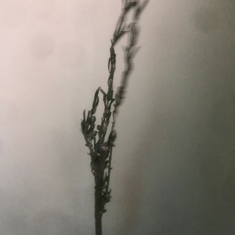 Kurumuş Fidanlar, Tutulmayan Sözler: Hepsiburada Ve Satıcı Mağduriyeti